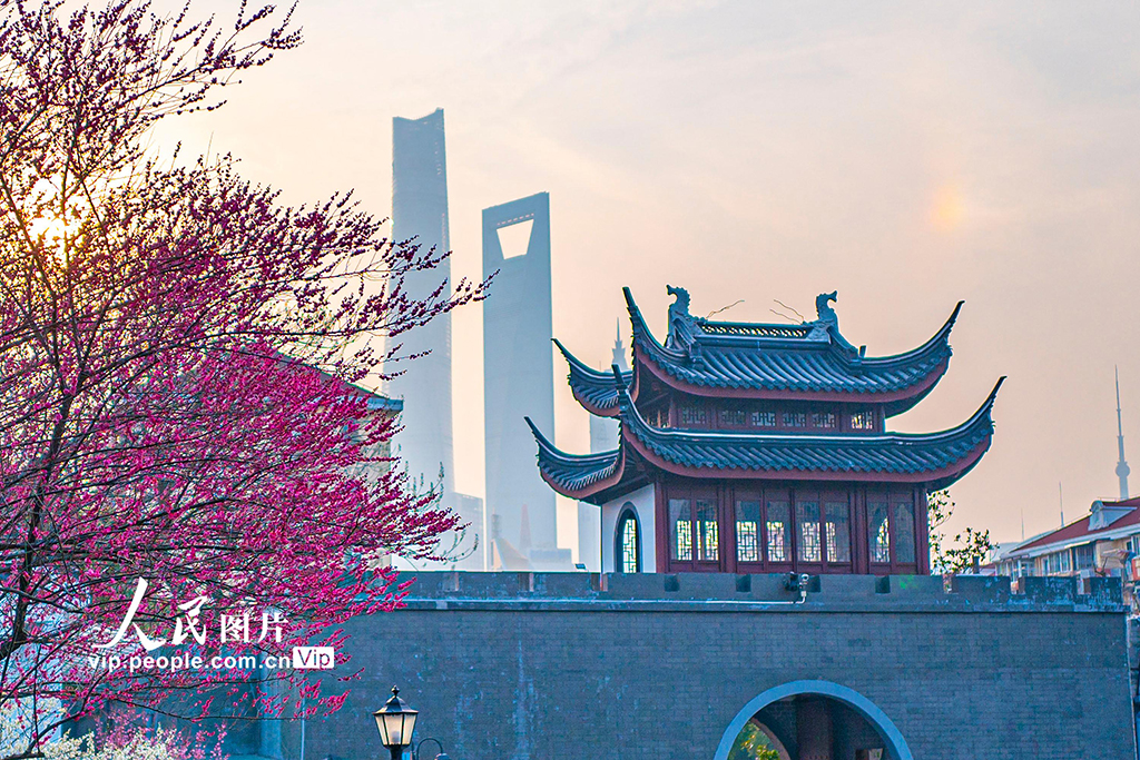 上海：梅花迎春綻放