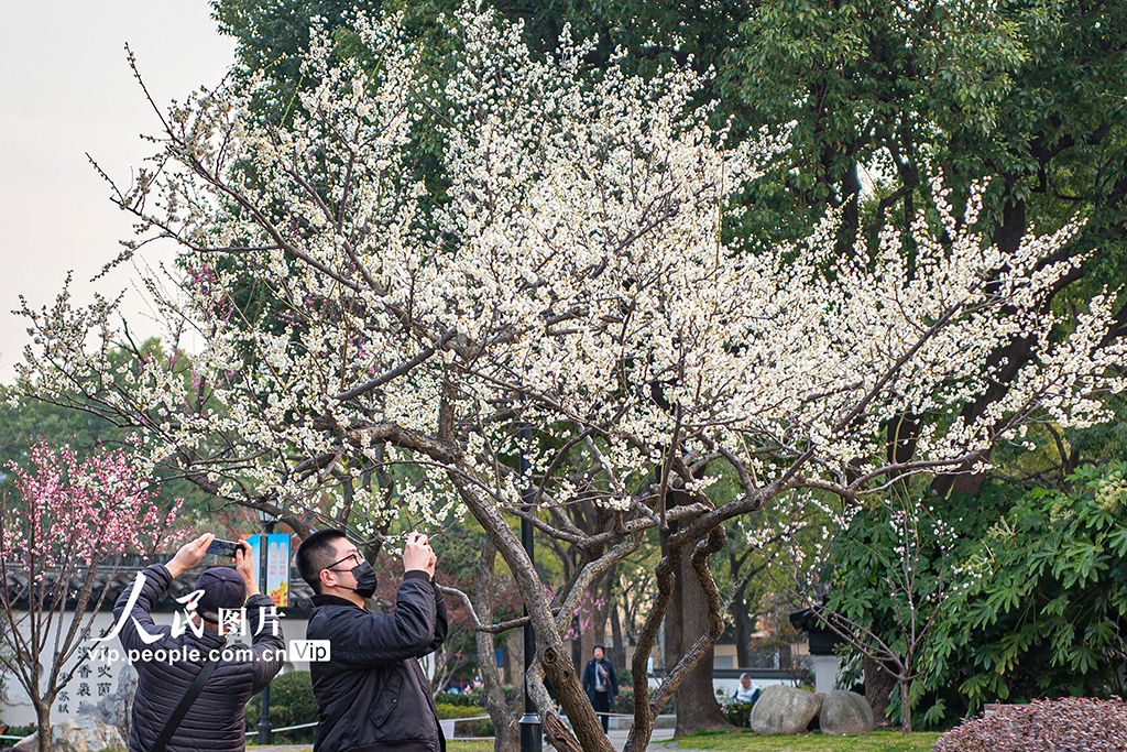 上海：梅花迎春綻放【6】