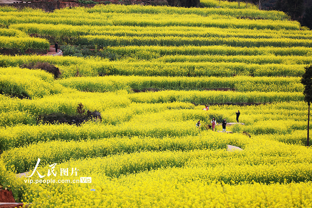 四川宜賓：油菜花海引客來