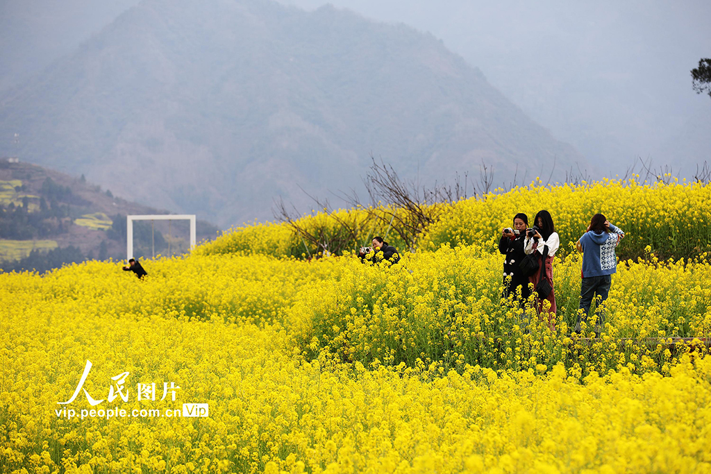 四川宜賓：油菜花海引客來【2】