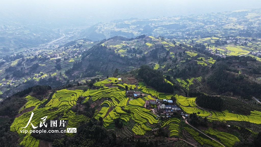 四川宜賓：油菜花海引客來【3】