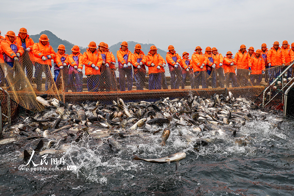 浙江淳安：千島湖“巨網捕魚”