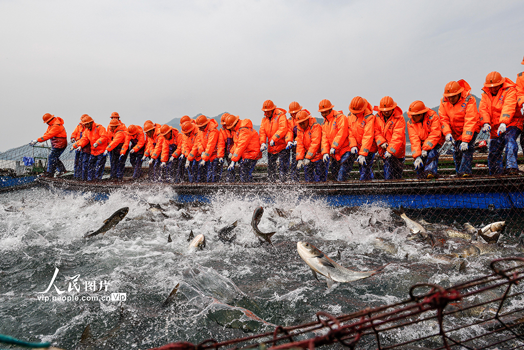 浙江淳安：千島湖“巨網捕魚”【2】