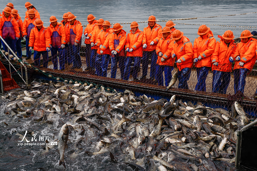 浙江淳安：千島湖“巨網捕魚”【3】