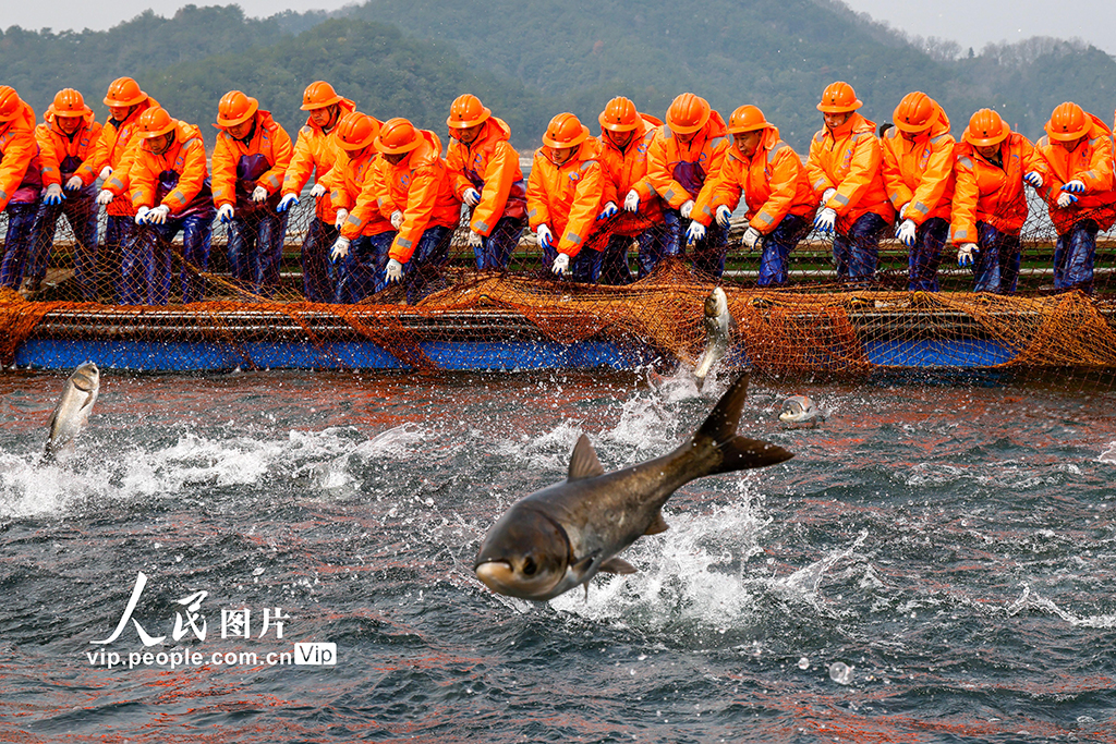 浙江淳安：千島湖“巨網捕魚”【4】