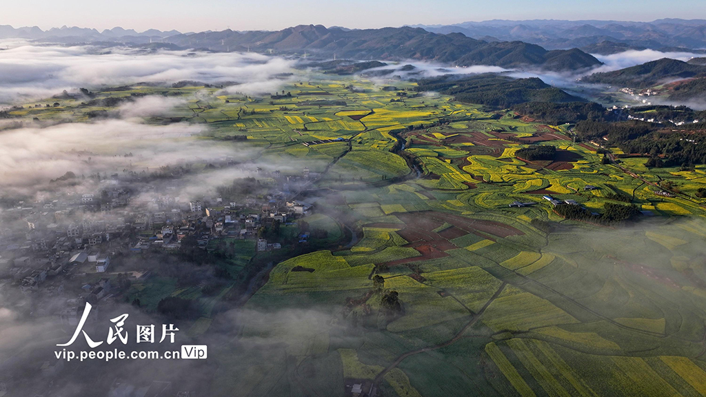 云南羅平：油菜花開春意濃【4】