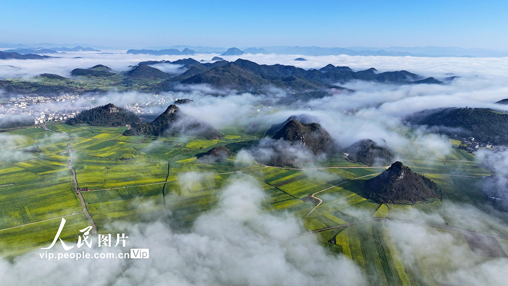 云南羅平：油菜花開春意濃【5】