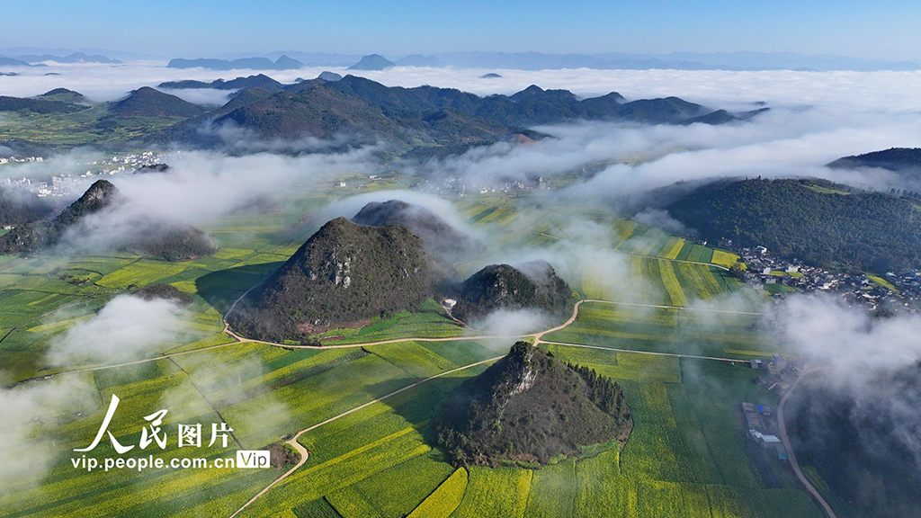 云南羅平：油菜花開春意濃【3】