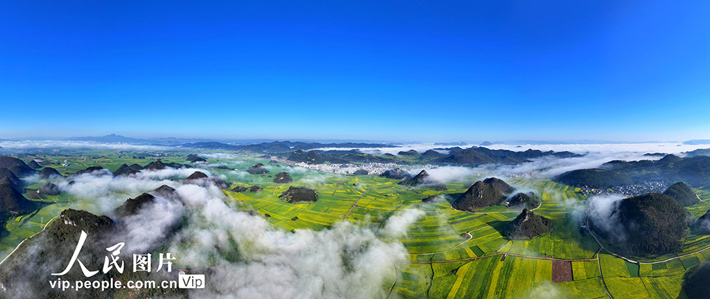 云南羅平：油菜花開春意濃【6】