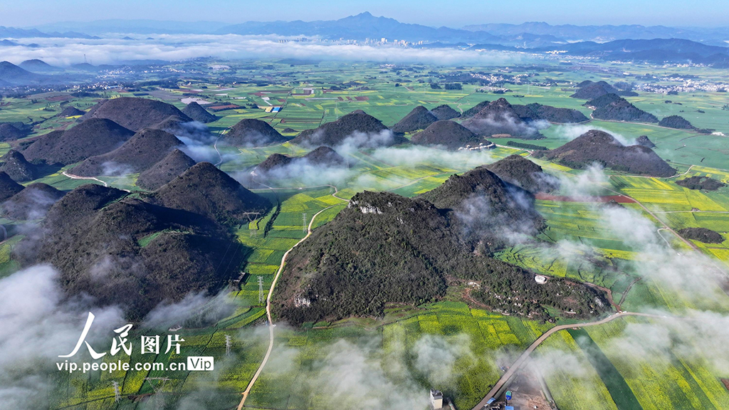 云南羅平：油菜花開春意濃