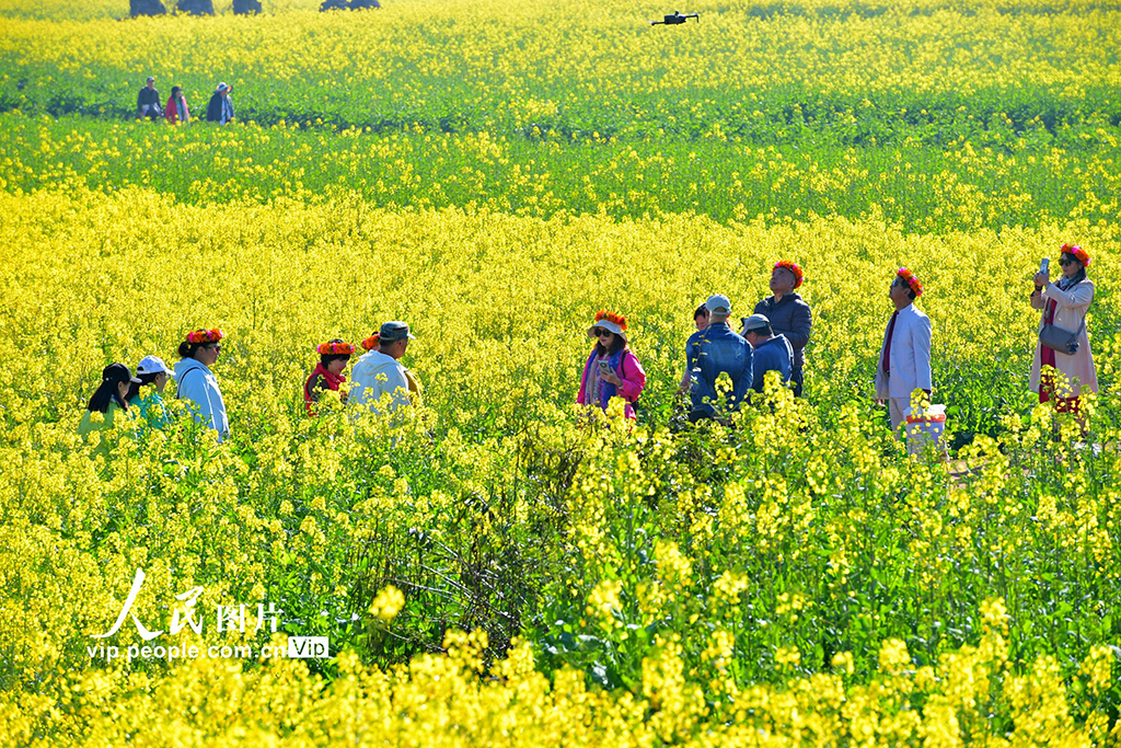 云南羅平：油菜花開春意濃【2】