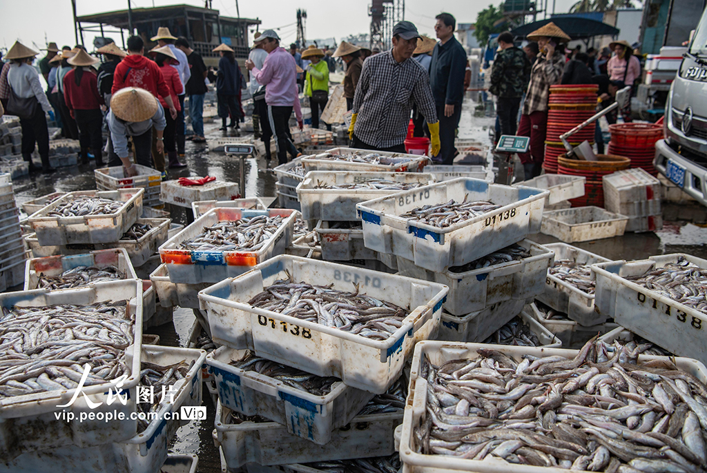 海南文昌：南海春汛魚滿倉