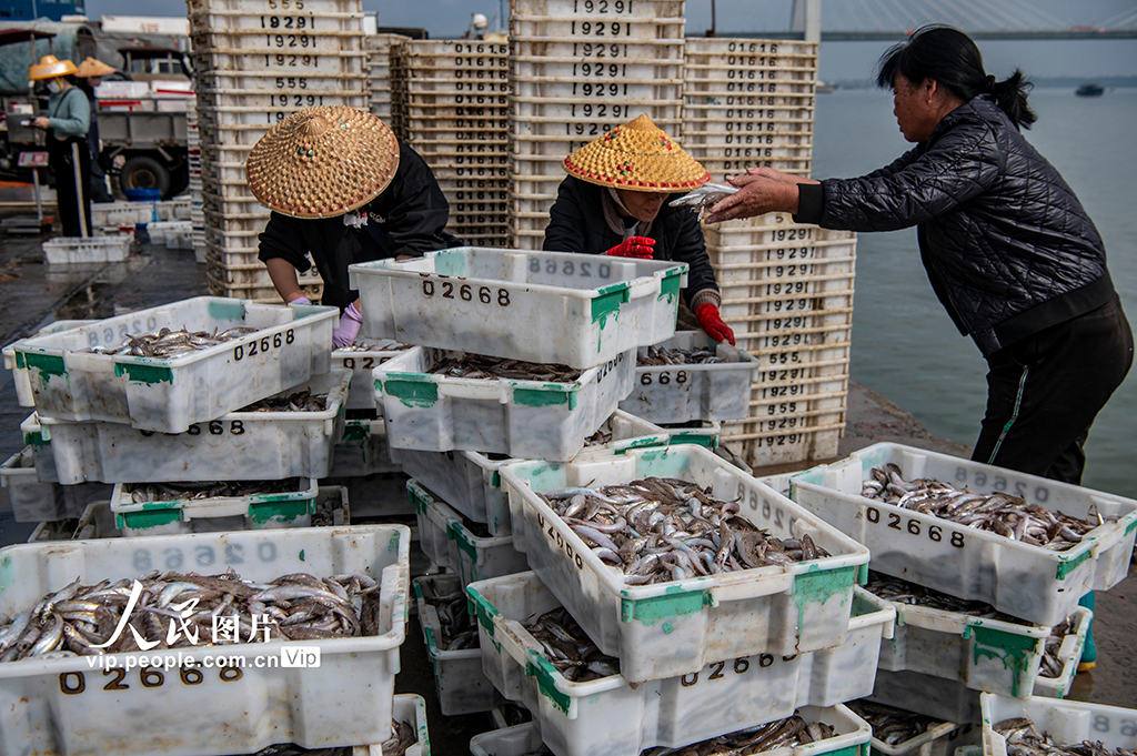 海南文昌：南海春汛魚滿倉【3】