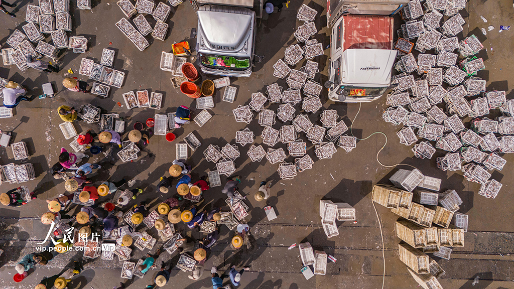 海南文昌：南海春汛魚滿倉【4】