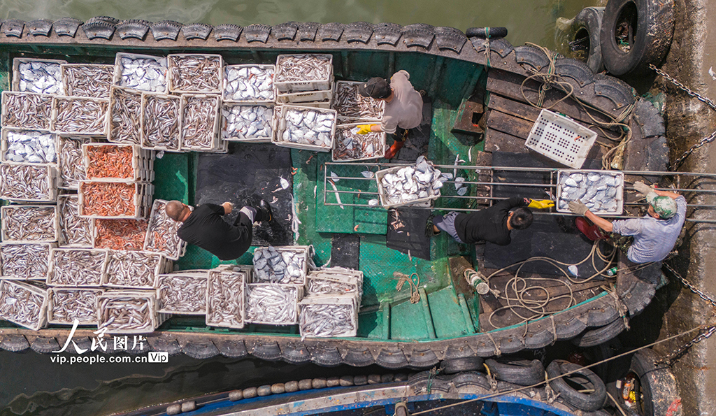 海南文昌：南海春汛魚滿倉【5】