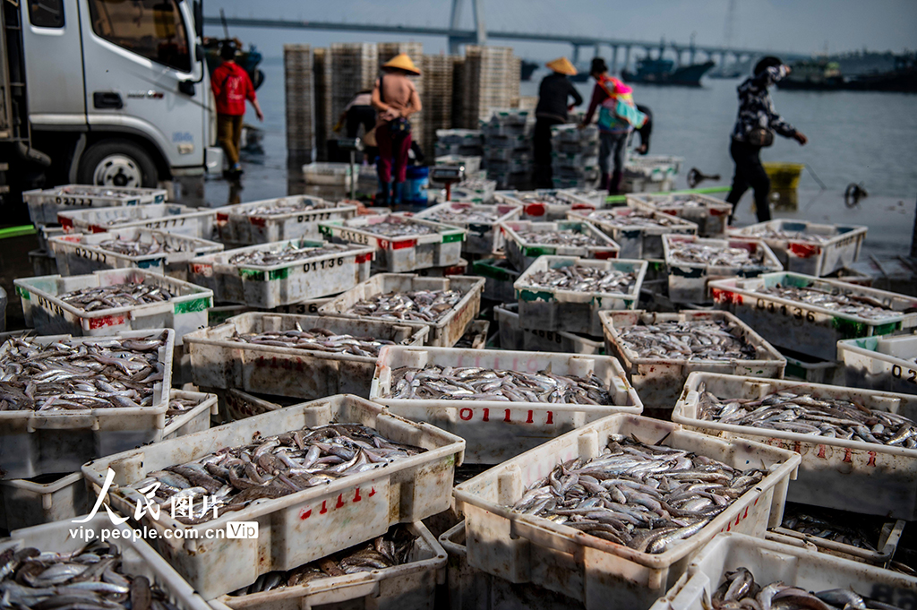 海南文昌：南海春汛魚滿倉【7】