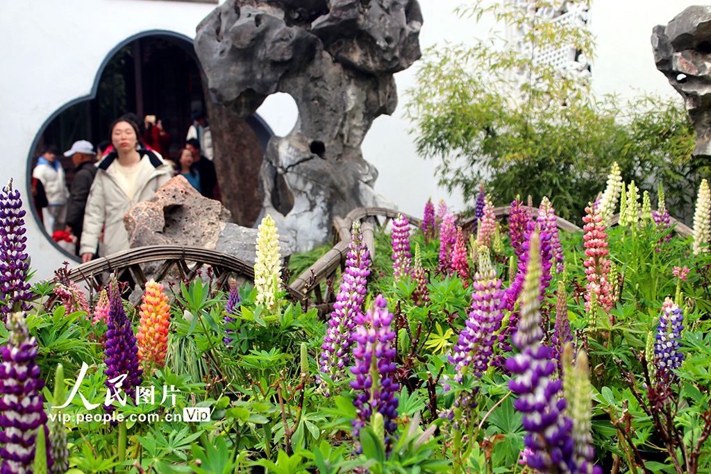 江蘇蘇州：獅子林魯冰花盛開【2】