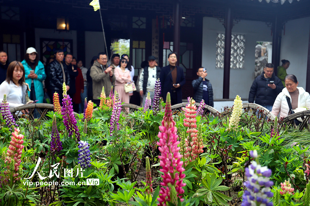 江蘇蘇州：獅子林魯冰花盛開【3】