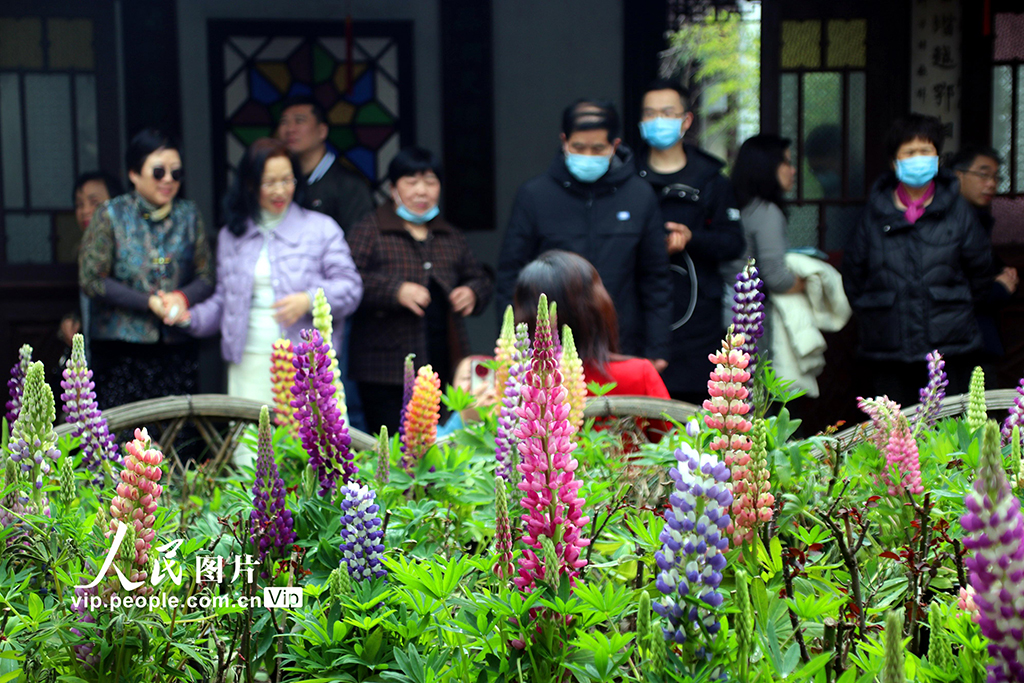 江蘇蘇州：獅子林魯冰花盛開【4】