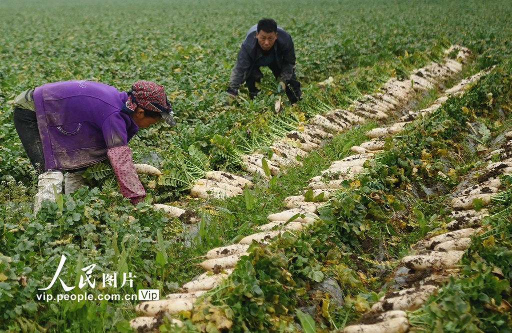 四川蓬安：采收蘿卜【2】