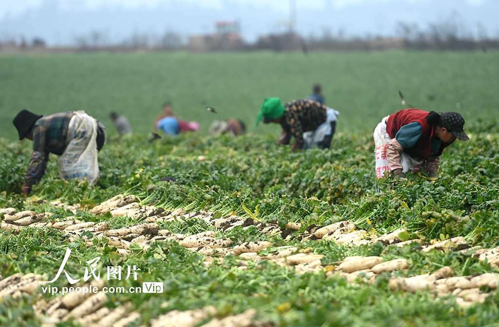 四川蓬安：采收蘿卜【3】
