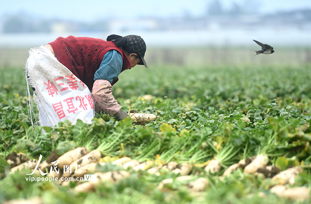 四川蓬安：采收蘿卜