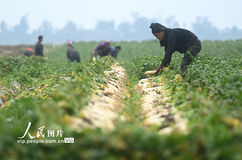 四川蓬安：采收蘿卜【4】