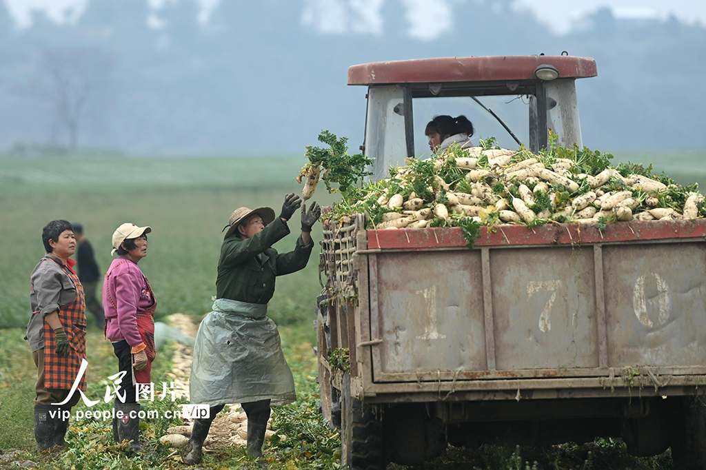 四川蓬安：采收蘿卜【5】