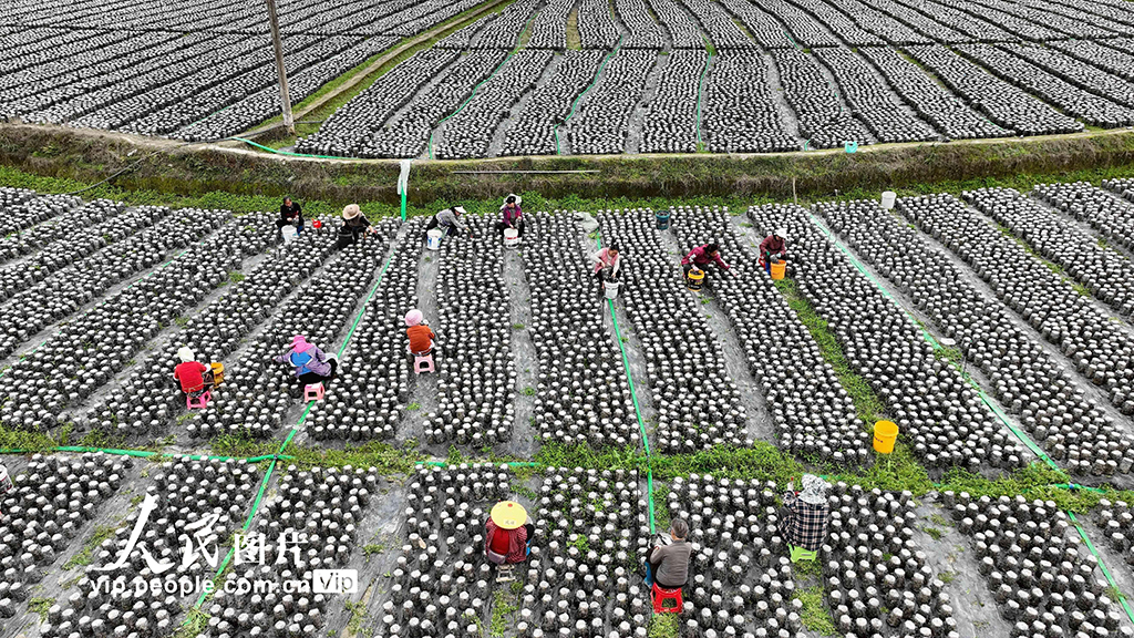 貴州榕江：采收黑木耳