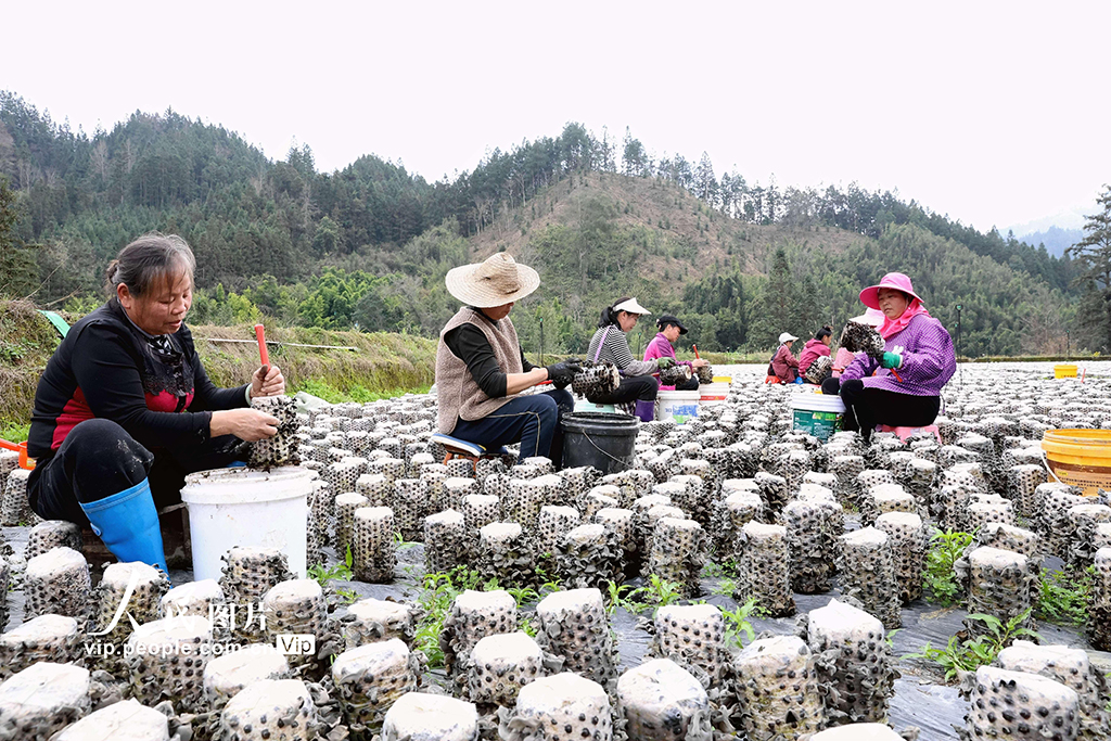 貴州榕江：采收黑木耳【2】