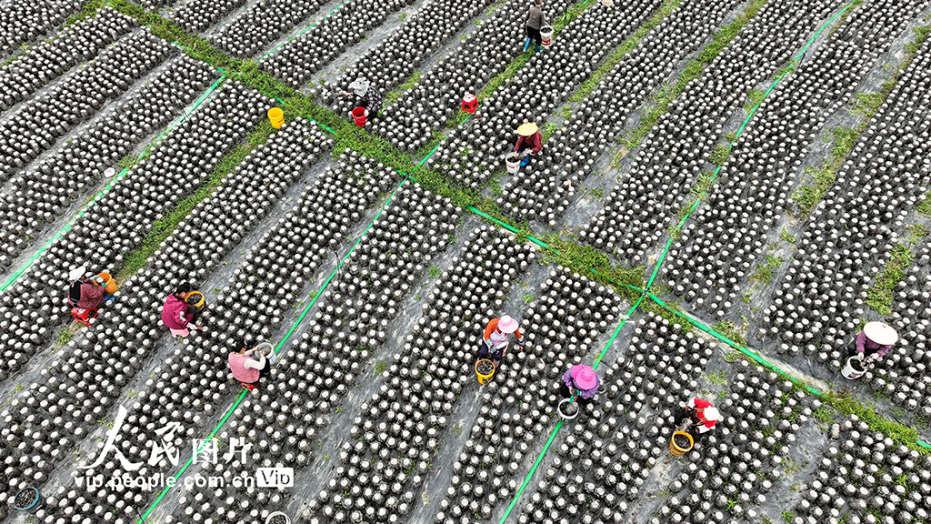 貴州榕江：采收黑木耳【3】