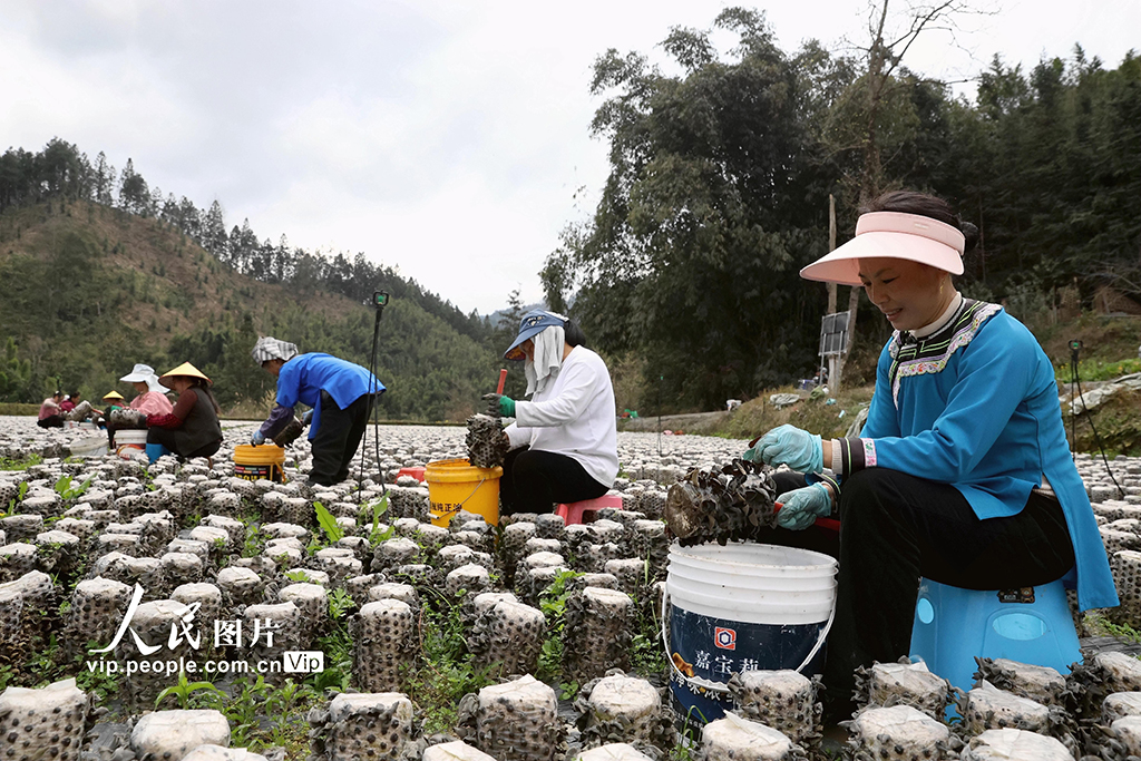 貴州榕江：采收黑木耳【4】