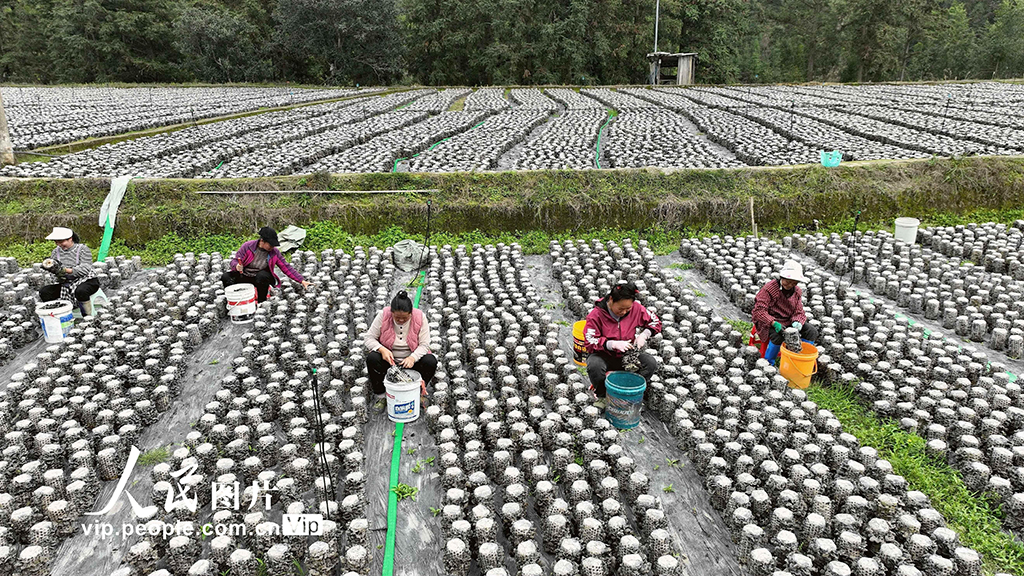 貴州榕江：采收黑木耳【5】