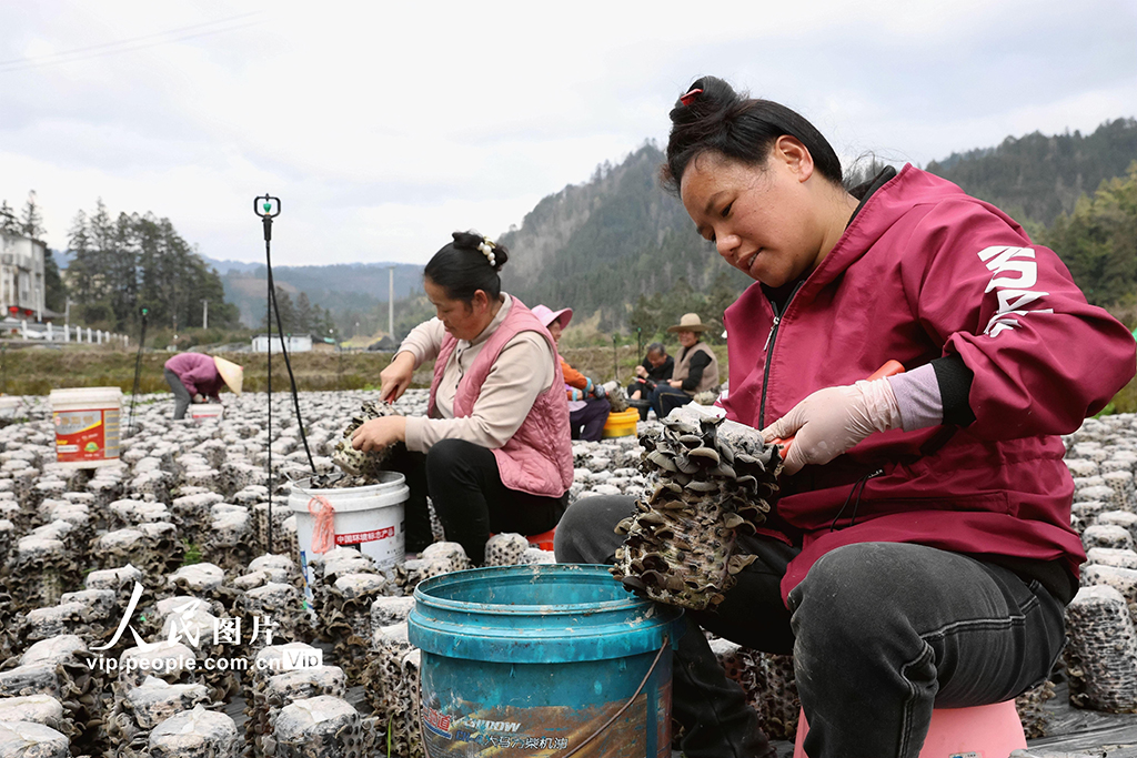 貴州榕江：采收黑木耳【6】