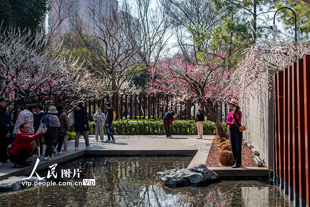 上海：靜安雕塑公園梅花迎春綻放