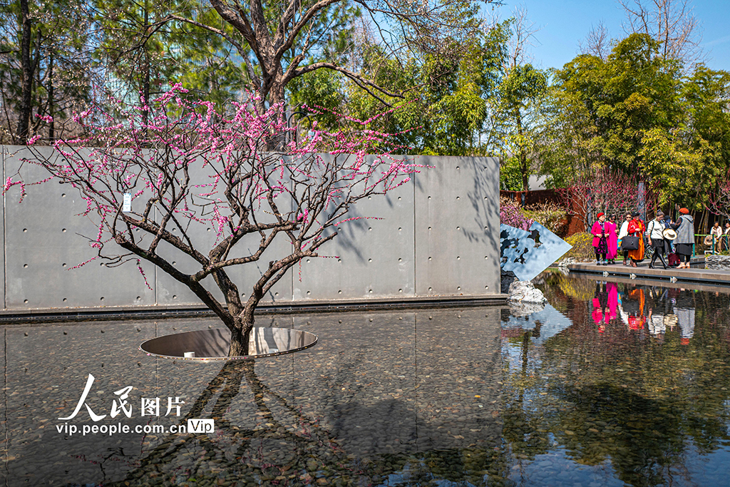 上海：靜安雕塑公園梅花迎春綻放【2】