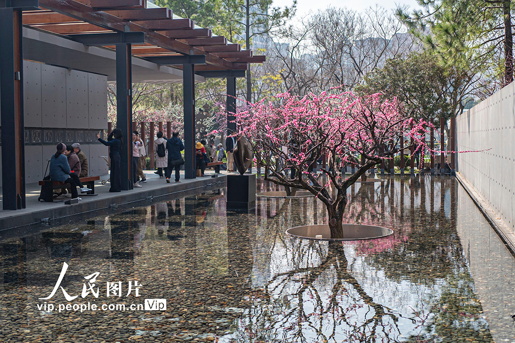 上海：靜安雕塑公園梅花迎春綻放【3】