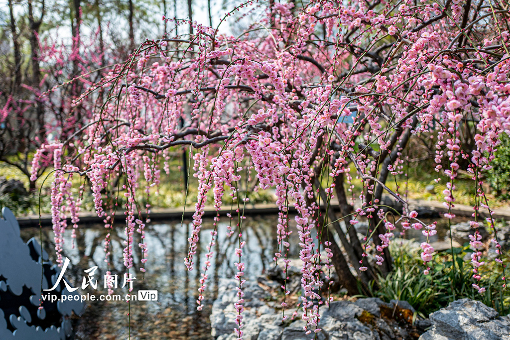 上海：靜安雕塑公園梅花迎春綻放【4】