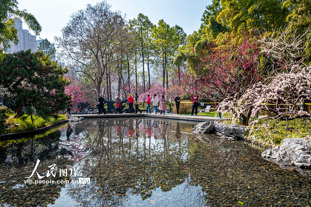 上海：靜安雕塑公園梅花迎春綻放【5】