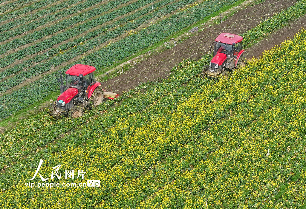 湖南道縣：春耕忙【3】