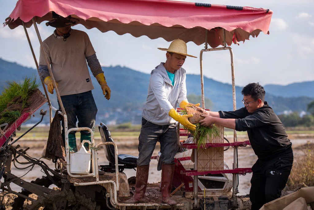 2月27日，多年生稻科技小院的學生（右一）幫助當地農民一起插秧。