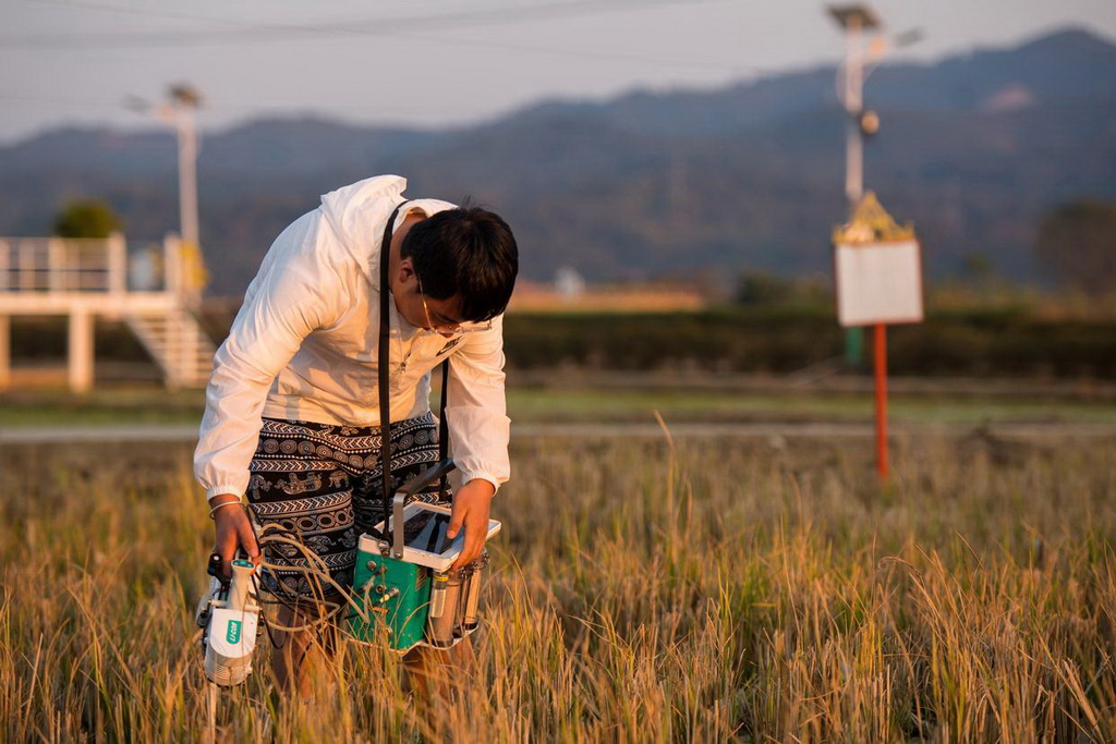 2月27日，多年生稻科技小院的學生在試驗田間檢測植物葉片中的葉綠素含量。