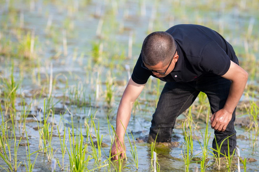 2月27日，青年教師黃光福在試驗田查看多年生稻生長狀況。