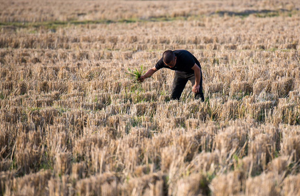 2月27日，青年教師黃光福在試驗田勞作。