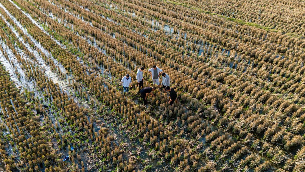青年教師黃光福在試驗田間給學生授課（無人機照片）。