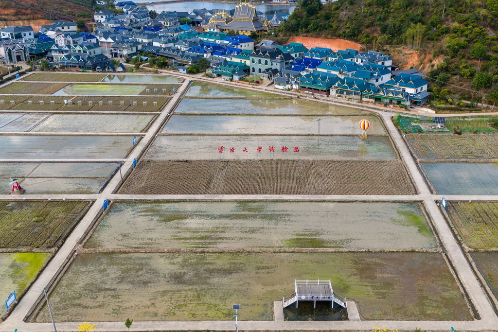 這是2月27日拍攝的云南大學多年生稻科技小院的試驗田（無人機照片）。
