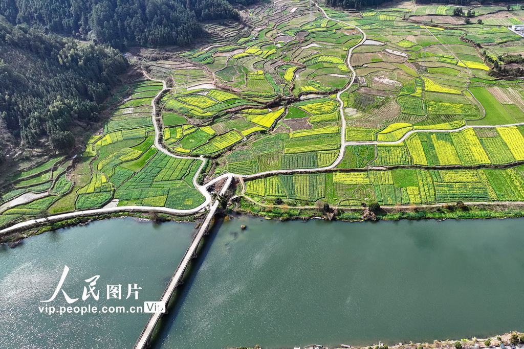 湖南通道：油菜花開春意濃【2】