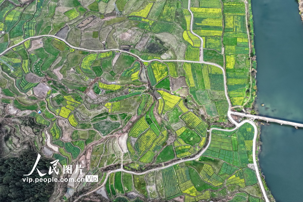 湖南通道：油菜花開春意濃【3】