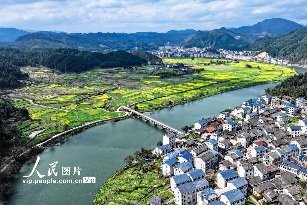 湖南通道：油菜花開春意濃