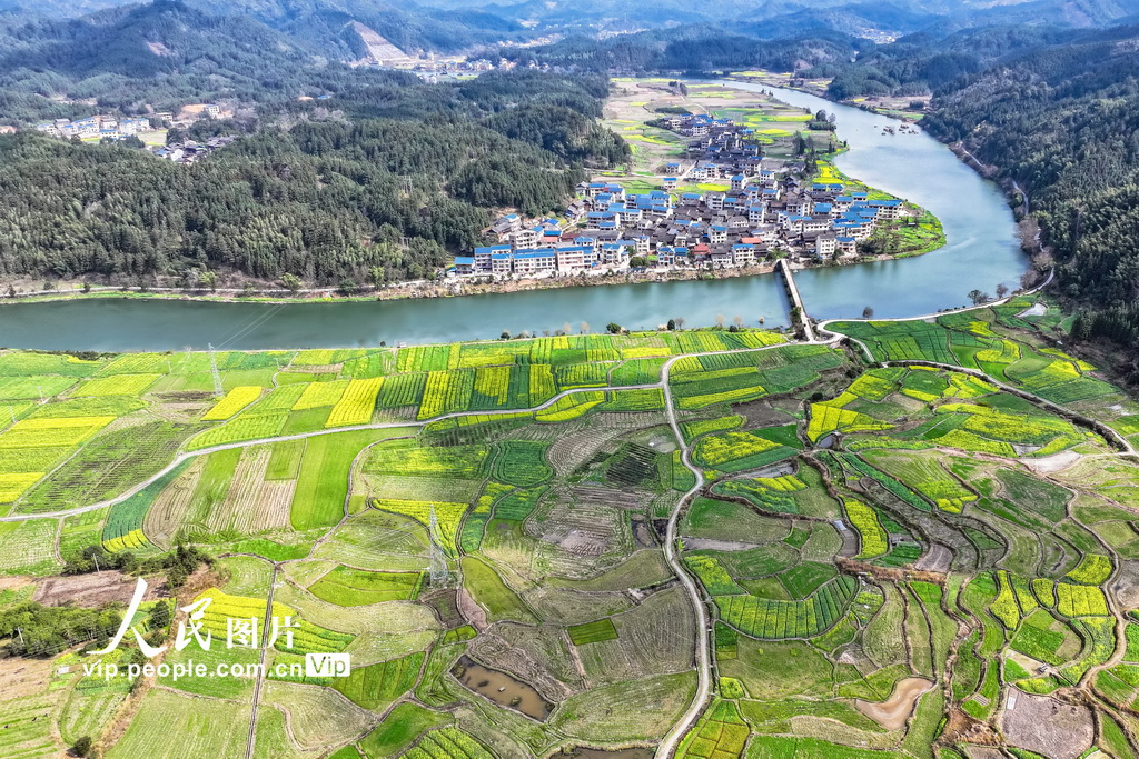 湖南通道：油菜花開春意濃【4】